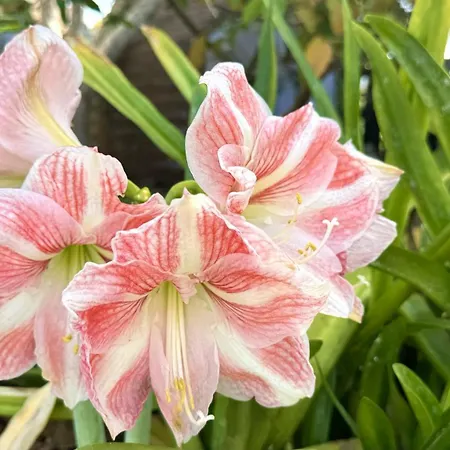 Privado Serendipia Natural Club Exclusive By Deihu Experiences Nyaraló *