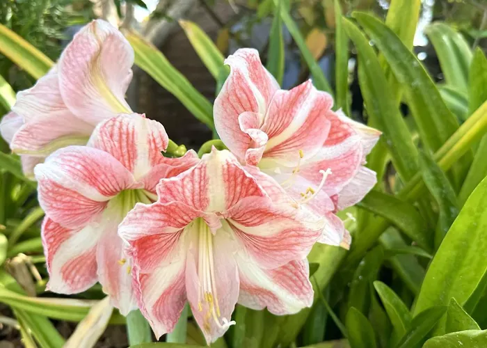 Privado Serendipia Natural Club Exclusive By Deihu Experiences 別荘 *